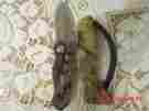 005c Fortune Products Inc Hunting Archery Deer Hog Camping Camoflage Accusharp Camo Sharpener Knife New