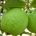 King Com Po Guava 250++ Seedss (psidium Guajava) For Planting. Fixed Price $140.00.