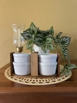Better Homes & Gardens Acacia Wood Ramekin Caddy Set Of 4. Fixed Price $18.00.