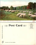 Postcard Boston Massachusetts Franklin Park Sheep Feeding Vintage. Fixed Price $8.84.