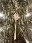 Vintage Godinger Silverplate Pasta Server Baroque Style. Fixed Price $39.99.